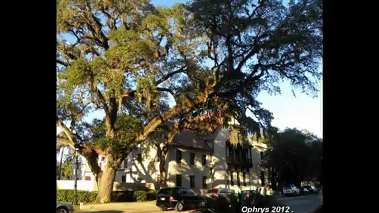 Saint  Augustine 2