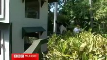 Gatos polidáctiles de Ernest Hemingway