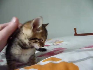 Magic Bengal Isis girl 5 weeks