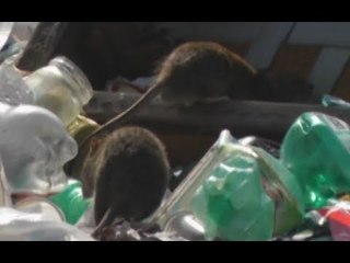 Napoli - Degrado al campo rom: ratti, uomini e monnezza (27.02.13)