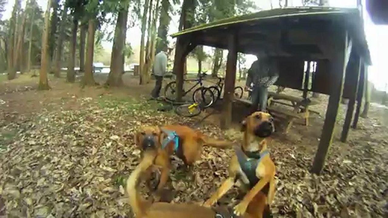 CANI VTT 2 JEROME ET JF