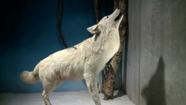 Finistère. Un musée du loup unique en France au Cloître Saint-Thégonnec