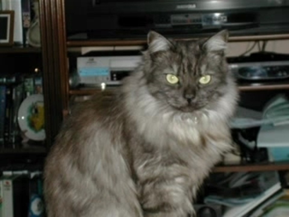 whisky, mon chat
