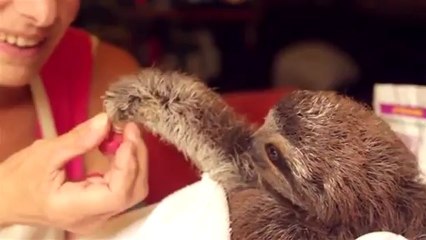 Un bébé paresseux du Costa Rica fait le buzz sur le web