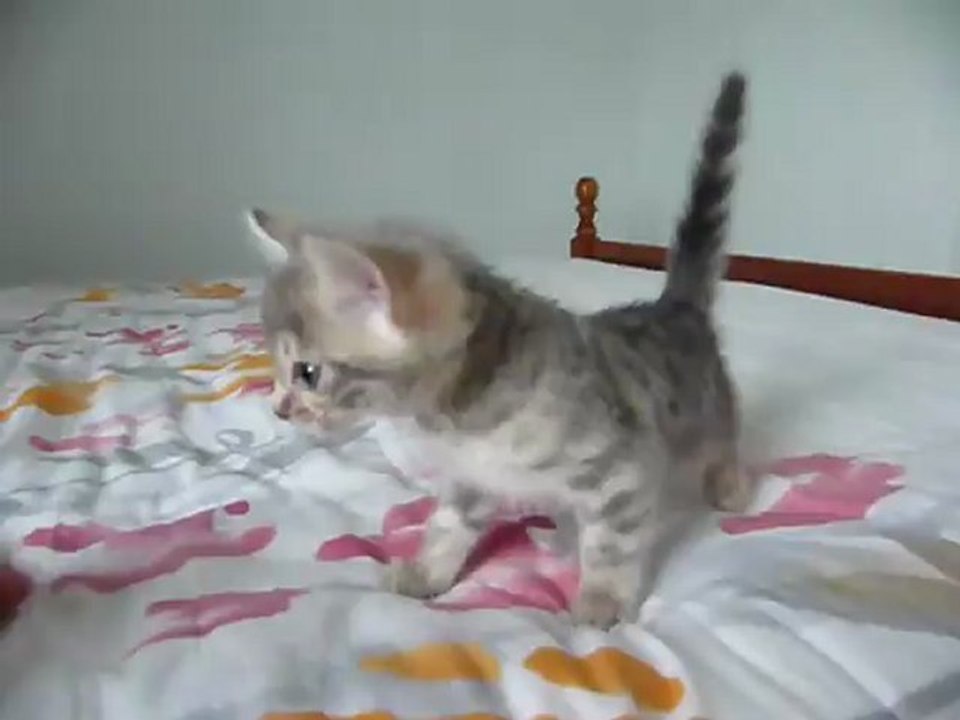 Magic Bengal Ixane 5 weeks