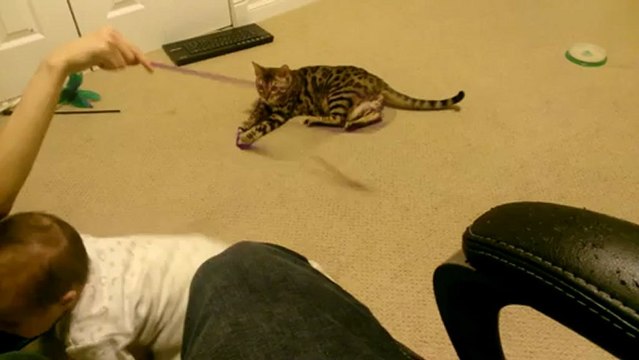 Bengal Jumps wiith Rocket! Linus Cat Tips