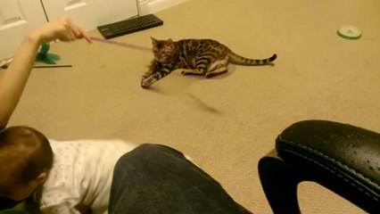 Bengal Jumps  wiith Rocket! Linus Cat Tips