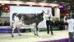 28 février 2013 - Un éleveur de vaches normandes au Salon de l'Agriculture