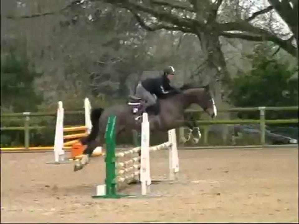 UP'N GO DES SAGERIES (Nils de Lojou x Dollar du Mûrier) 1er concours d'entraînement Jeunes Chevaux Hennebont