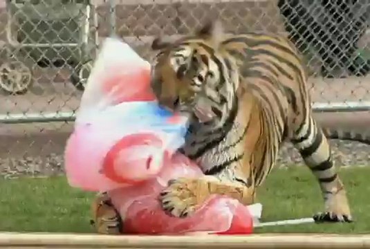 Tiger Splash at Out of Africa Wildlife Park