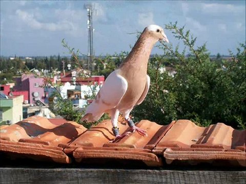 MEVERDİ FİLO GÜVERCİNLERİ guvercintv.com guvercinurfa.com guvercinrehberi.com