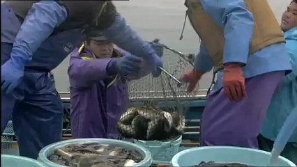 Le monde après Fukushima - les pêcheurs