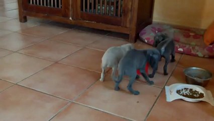 Chiots Elfy1 27 02 13