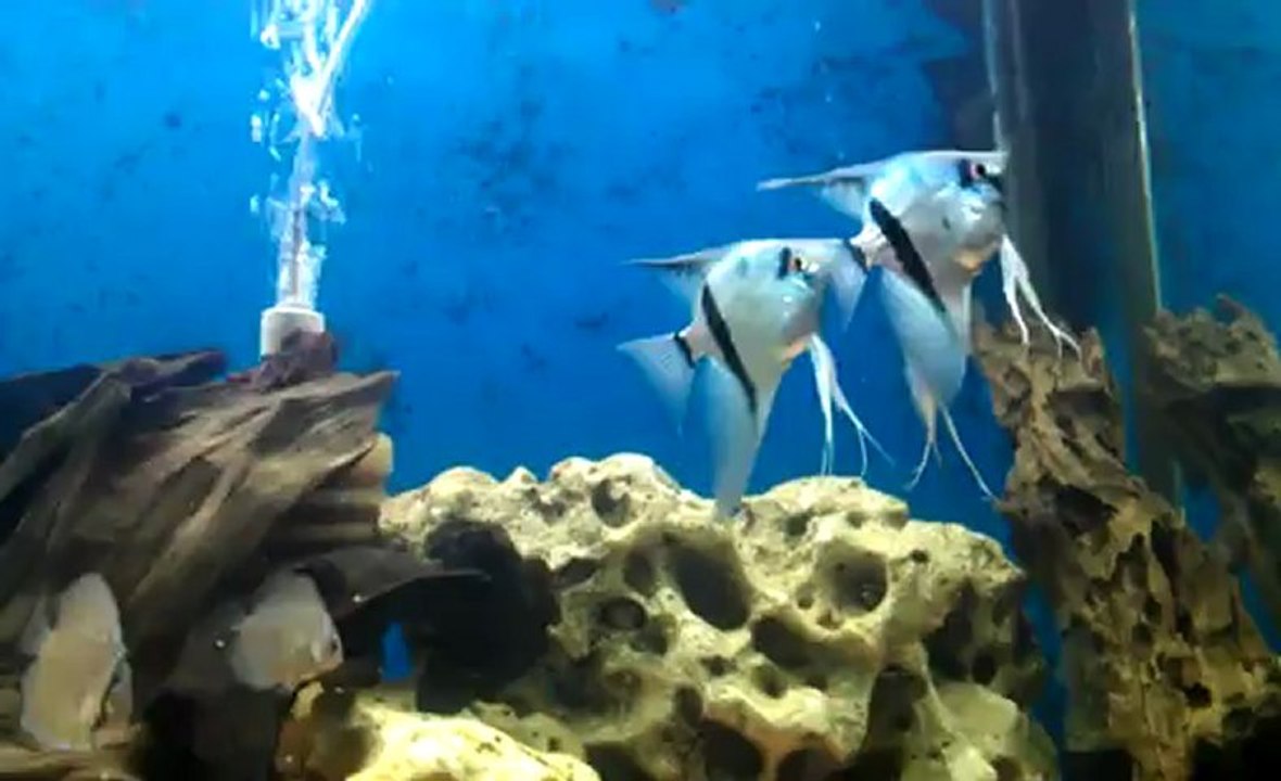 VIDEO0219