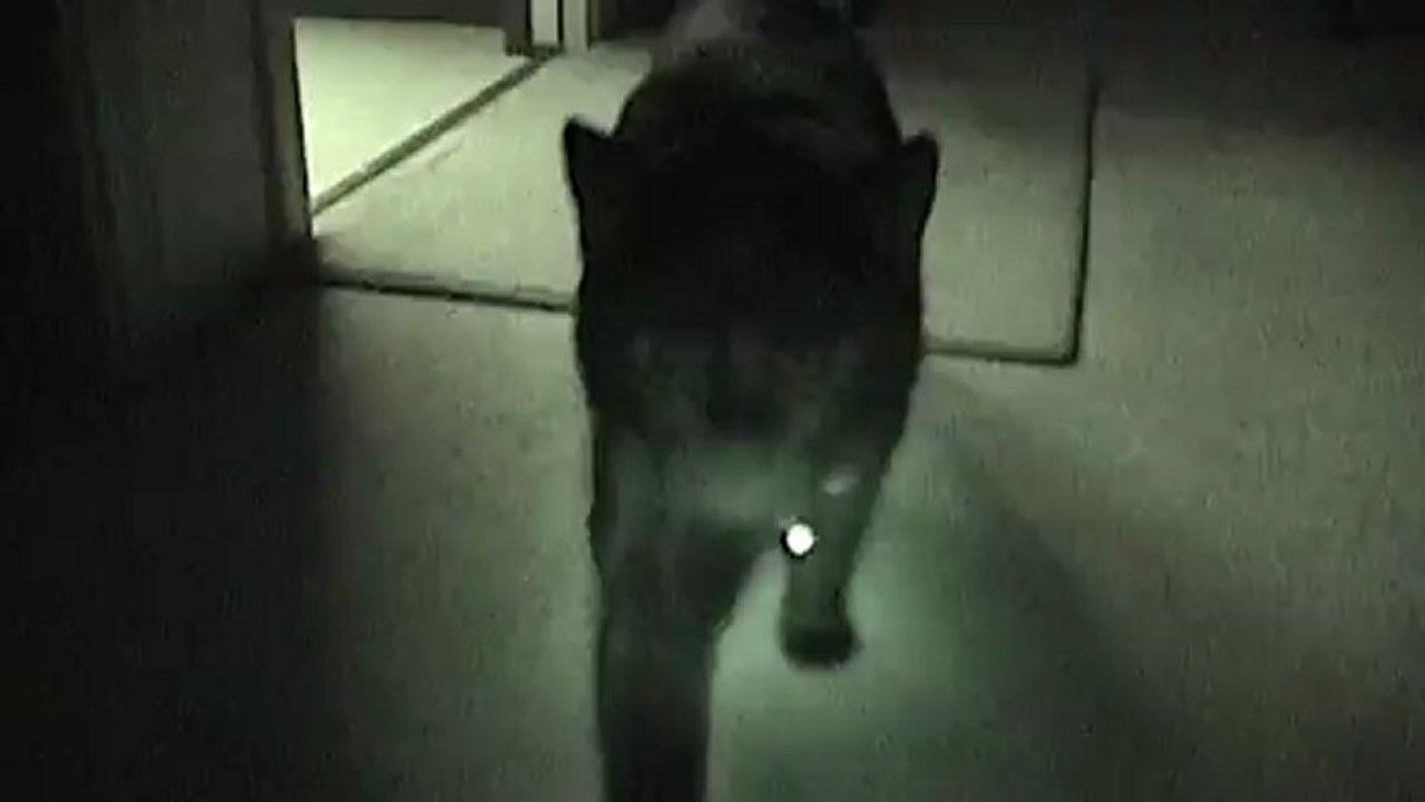 cat