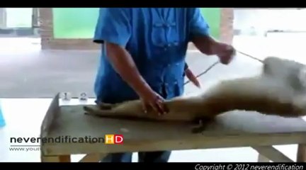 Monkey is doing exercise __ - YouTube