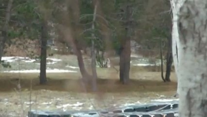 Dramatic helicopter deer rescue caught on camera