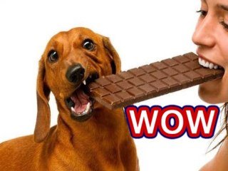 WOW Do You Know Chocolates Can Kill Dogs