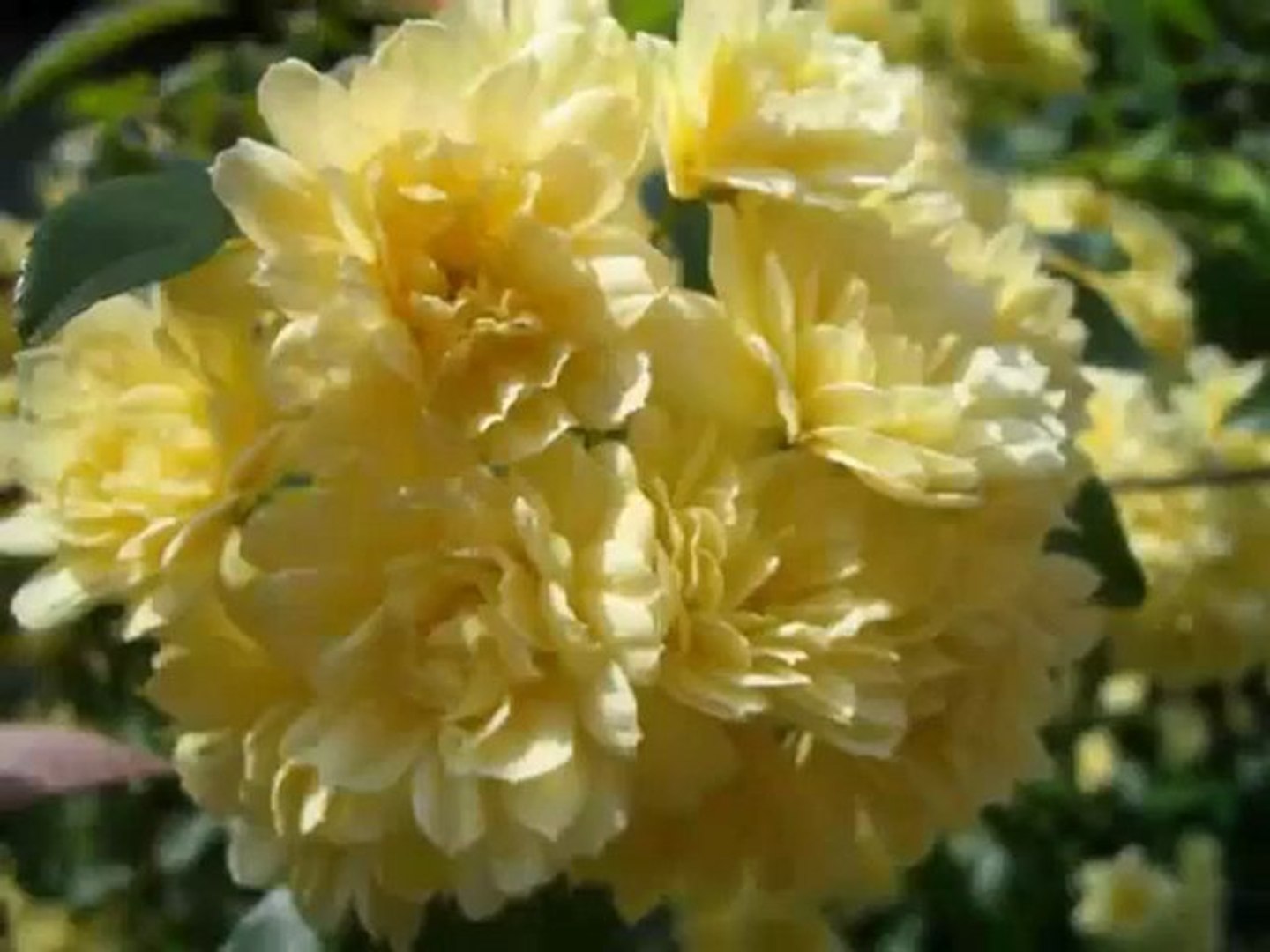 声に出して歌いたい日本文学 Medley 動画 Dailymotion