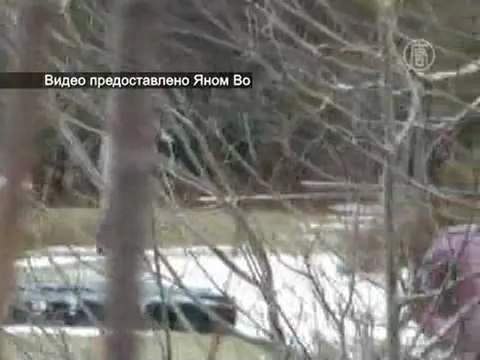 Оленя спасли, «сдув» со льда вертолетом