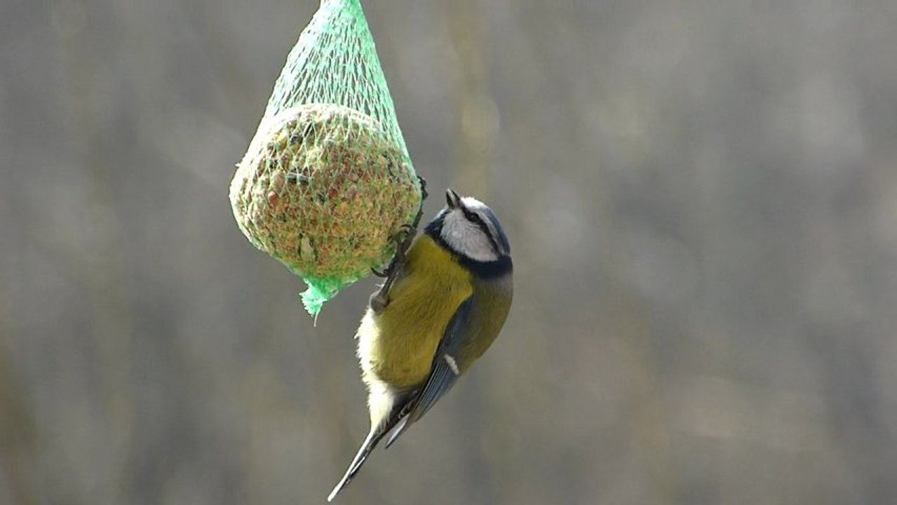 Le Mac Do de la mésange