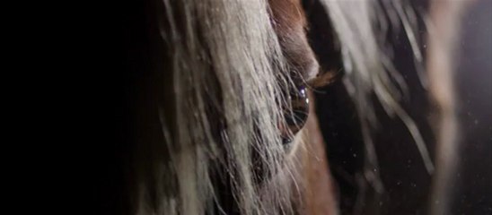 FUNDACJA PEGASUS. JAGODA.