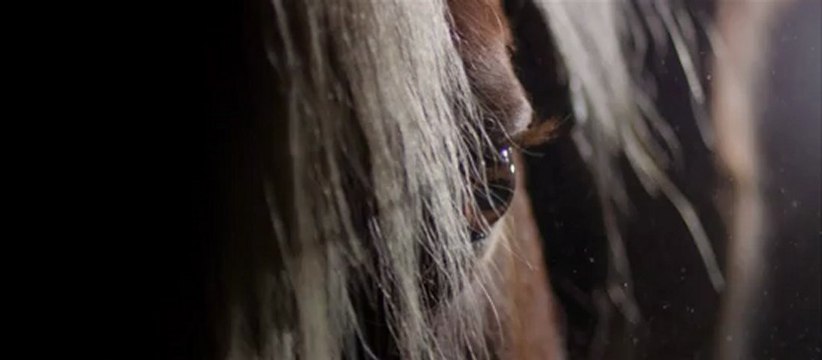 FUNDACJA PEGASUS. JAGODA.