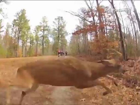 Ciclista cae al suelo tras ser atropellado por un venado