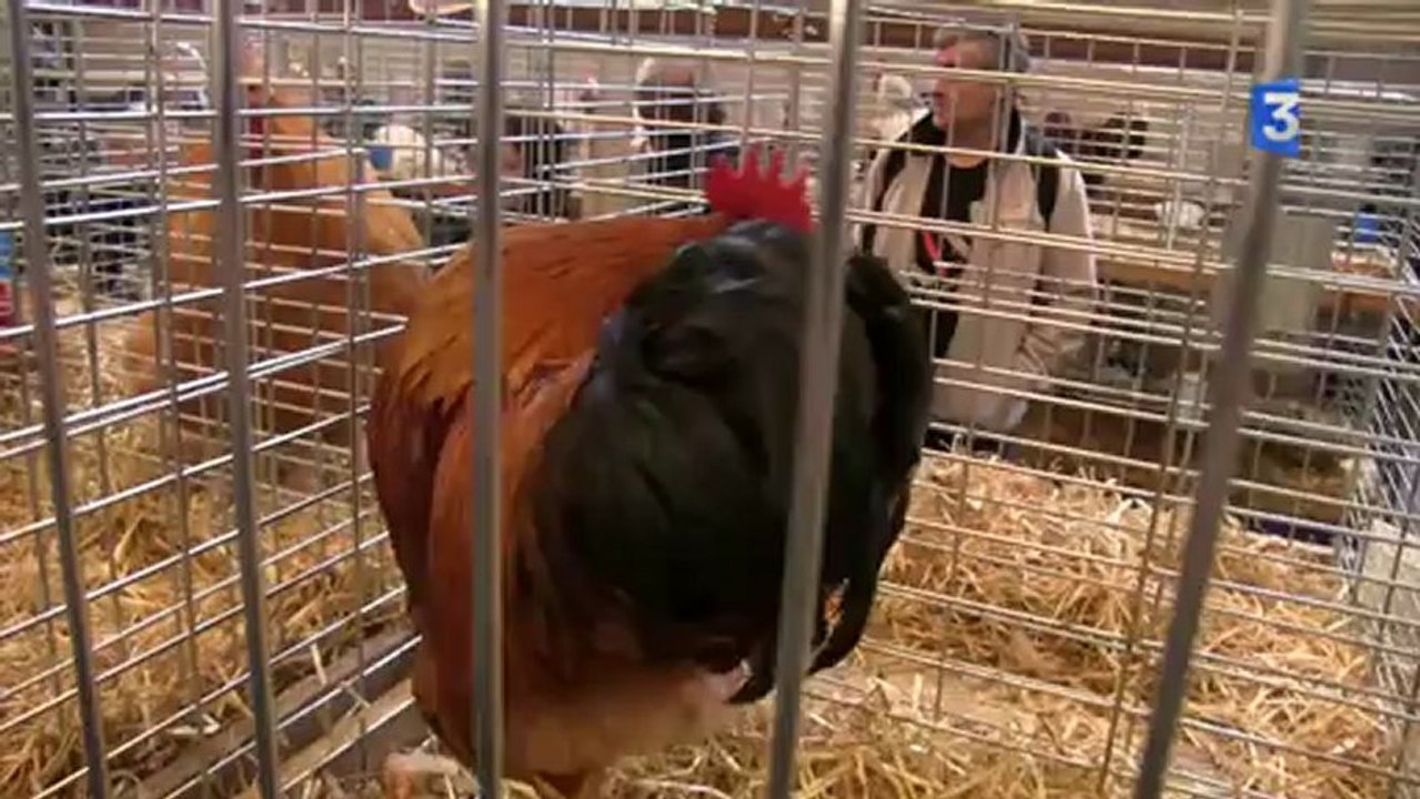 SIA 2013 : Paroles d'animaux