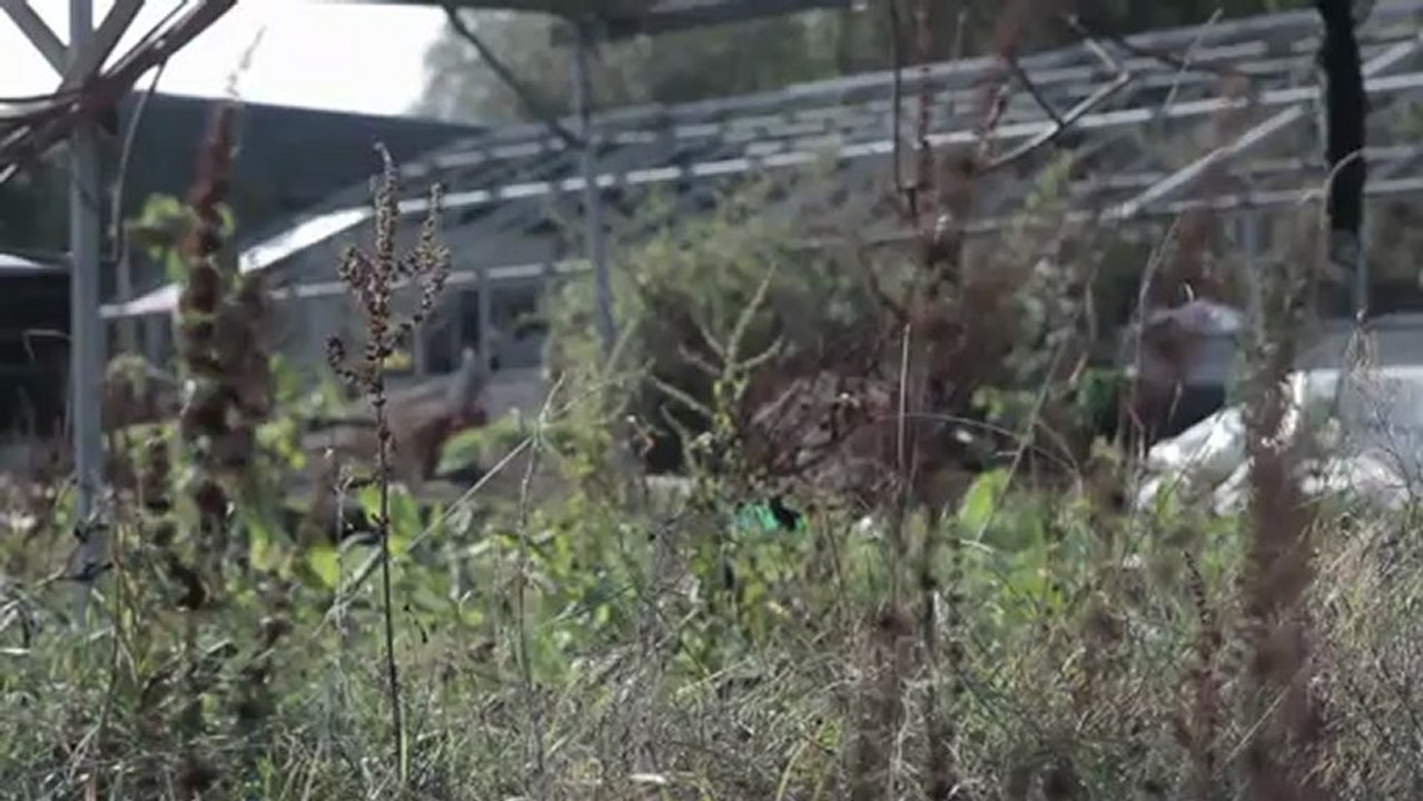 x HB-4 : Pailler avec un mulch d'herbes sauvages