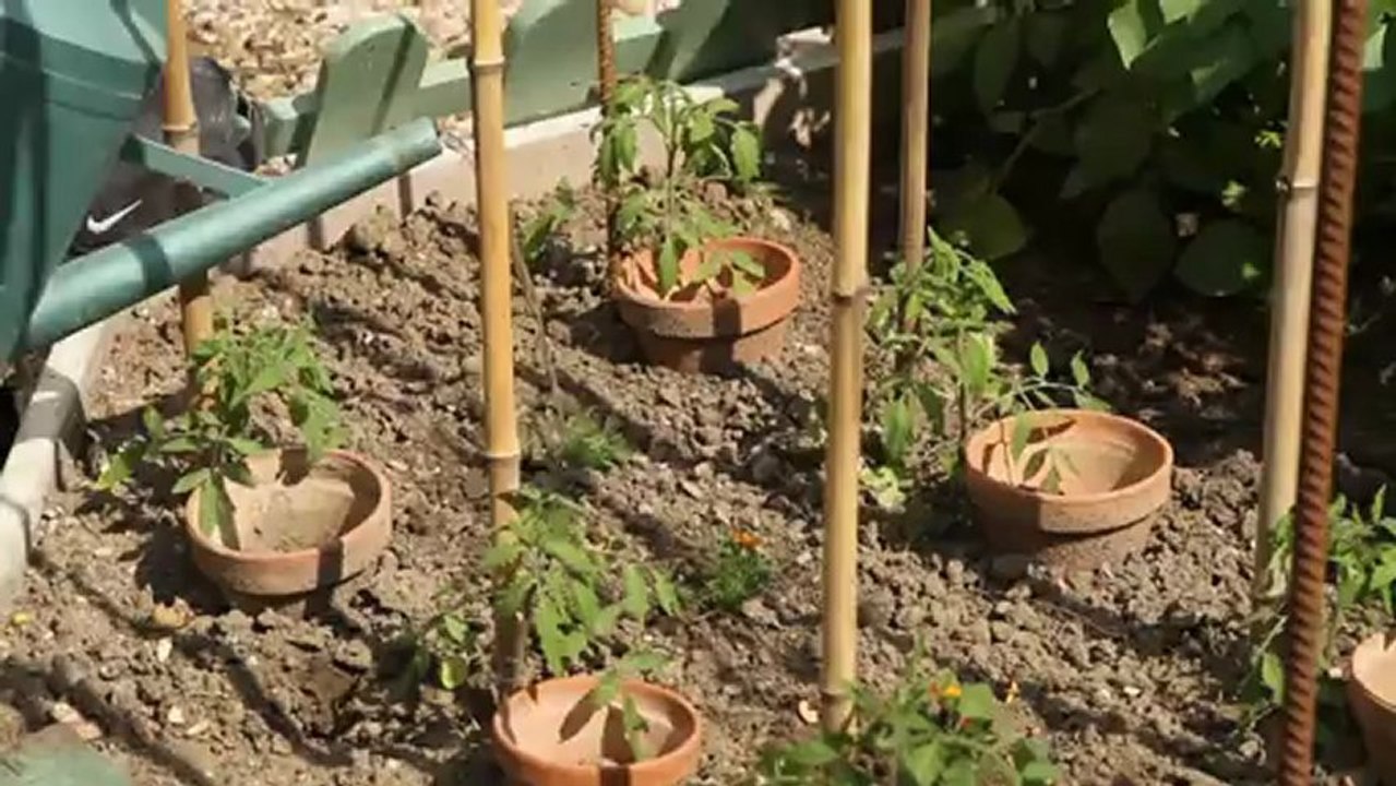 Des œillets d'inde contre les pucerons