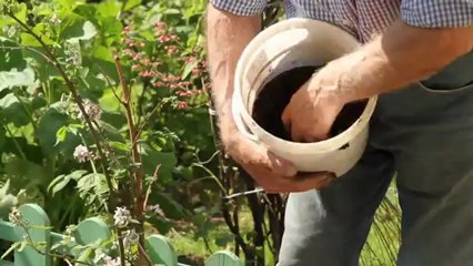 Des crottes de poule pour récolter un peu plus