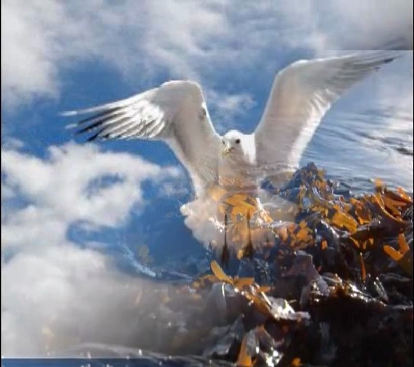 Goran Karan - Lipi galebe moj