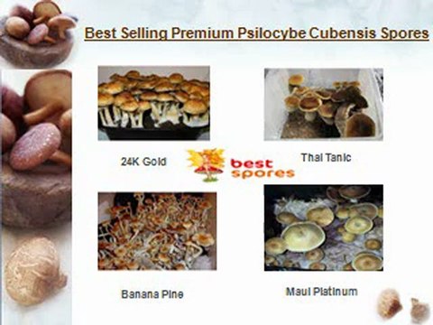 Buy Hand Bred Shroom Spores Online