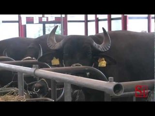 Скачать видео: Napoli - Agro sud 2013 alla mostra d'oltremare (01.03.13)