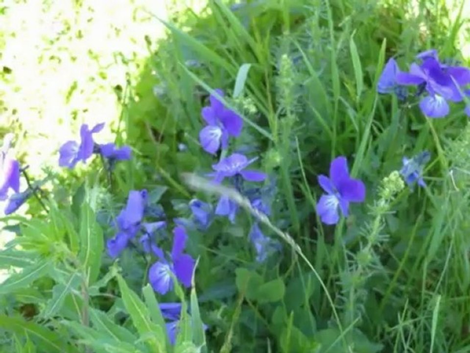 PAYSAGE DE LA LOZERE JUIN 2012
