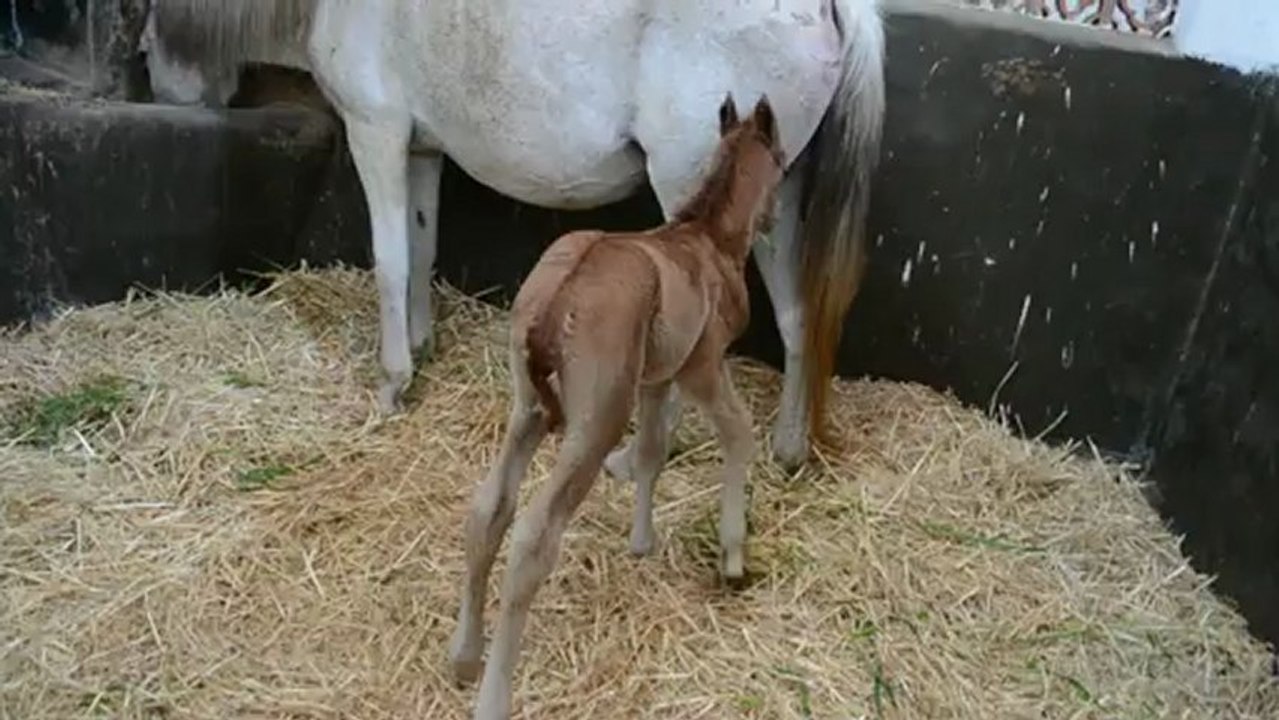 Naissance de la pouliche de Joufoun & Noufoudh Dey