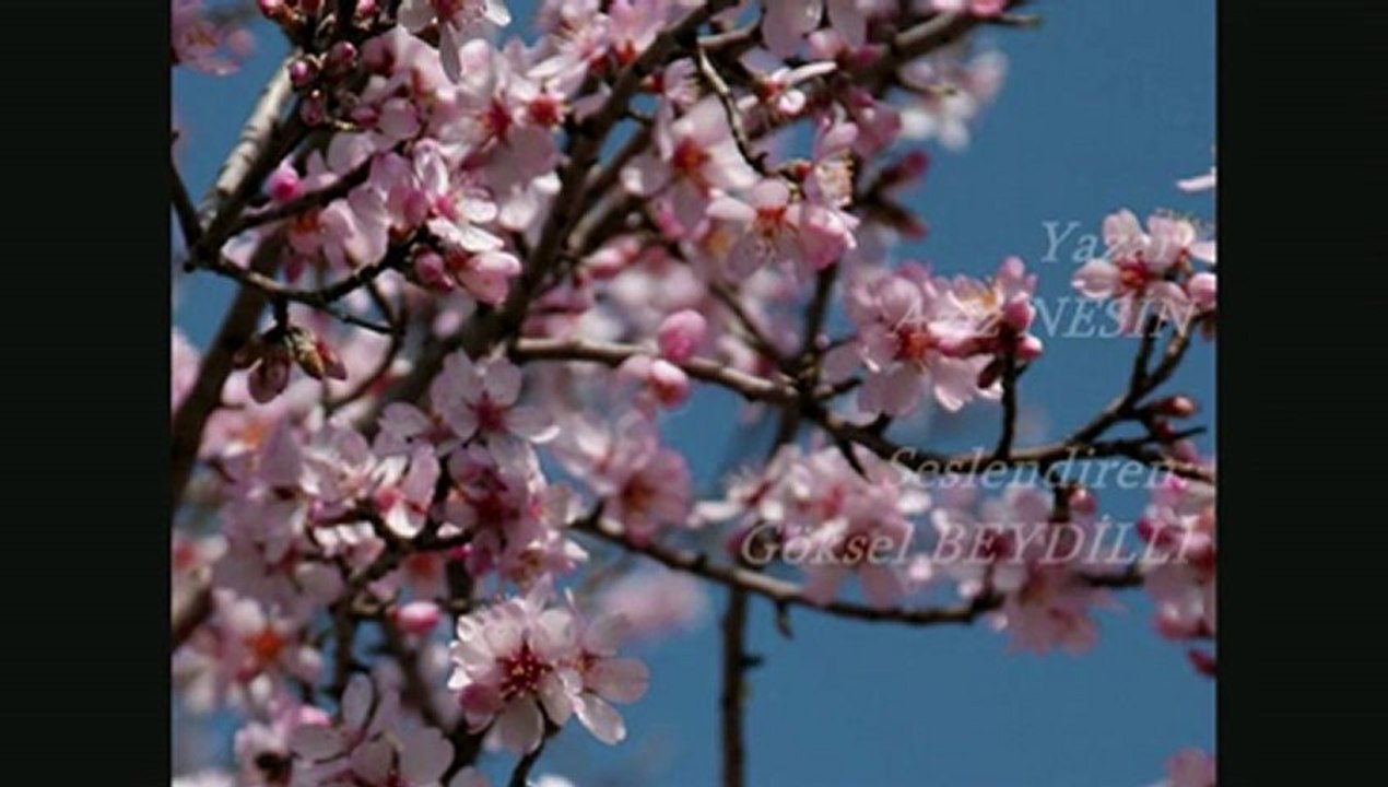 Aziz Nesin  - Arkadaşım Badem Ağacı