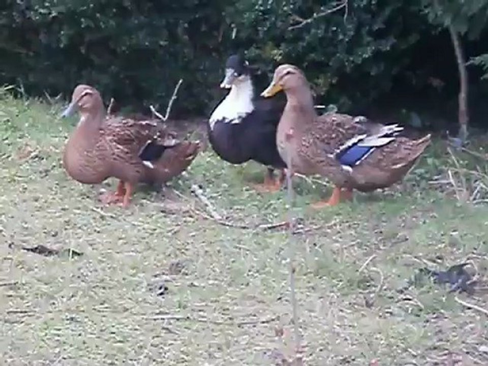 mes canards