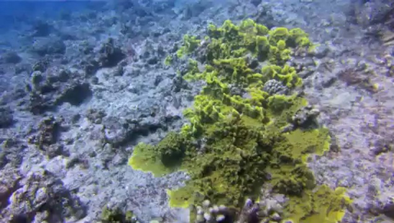 Tahiti4