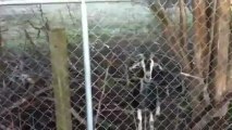 Goats In Neighbor's Pasture (02-28-2013)