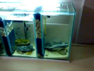 Sarı prenses ve demasoniler için sumpakvaryum 02.03.2013