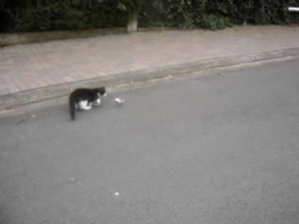 chat bouffeur d'helico