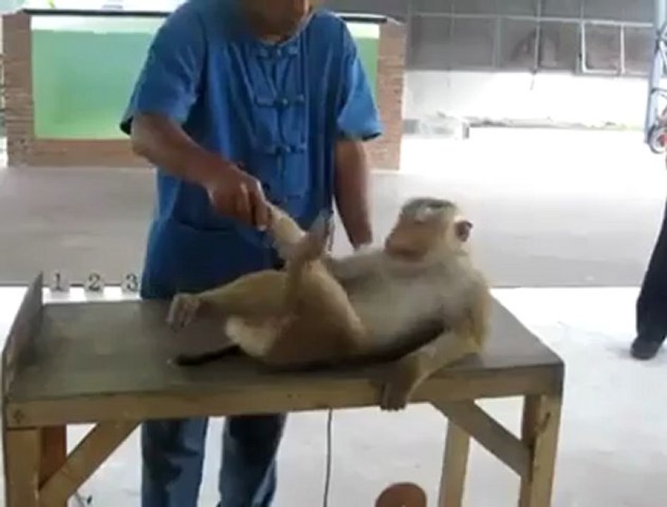 First Six Pack Monkey.