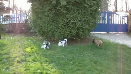 biewer yorkshire terrier et bébé tervueren