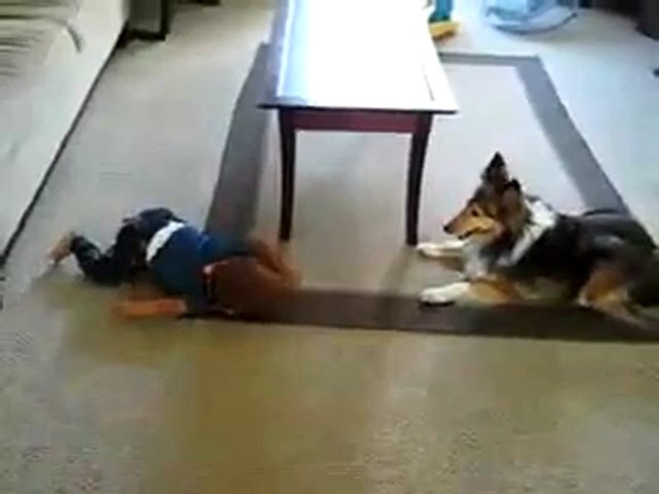 bebe vs perro