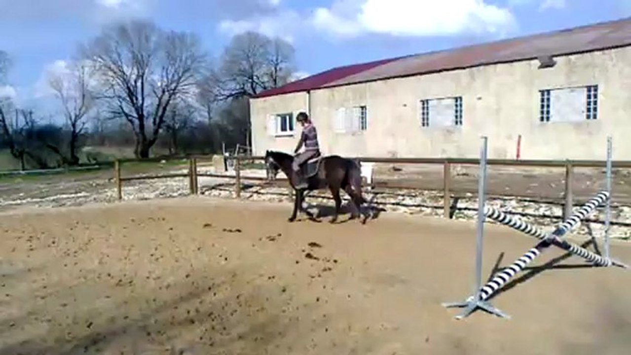 velia dressage travail sur le plat
