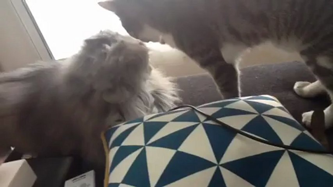 Démonstration d'amour entre deux chats!