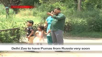 Delhi Zoo to have Pumas from Russia very soon