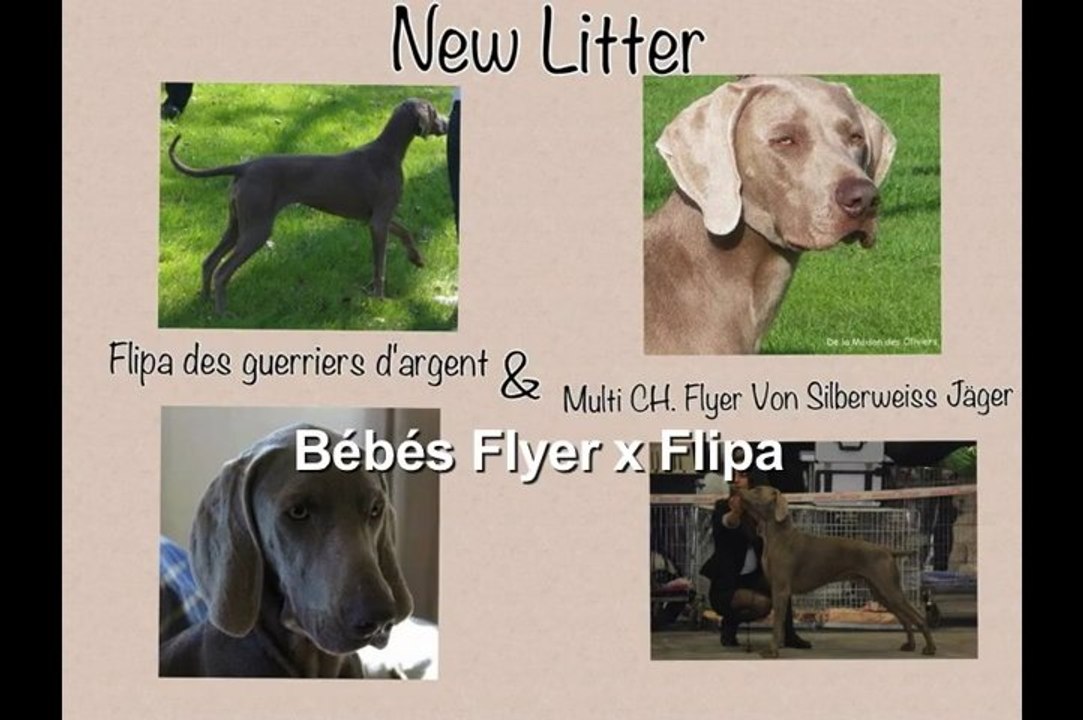 babies of flipa des guerriers d'argent and flyer von silberweiss jäger